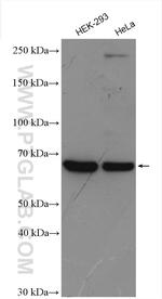 GPR50 Antibody in Western Blot (WB)