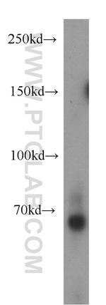 ZNF132 Antibody in Western Blot (WB)