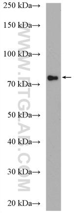 ZNF132 Antibody in Western Blot (WB)