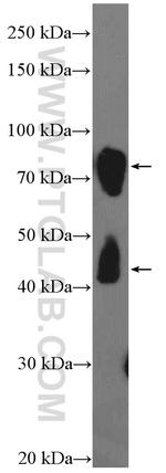 DCLK1 Antibody in Western Blot (WB)