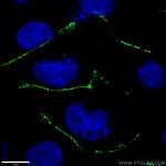 ZO-1 Antibody in Immunocytochemistry (ICC/IF)