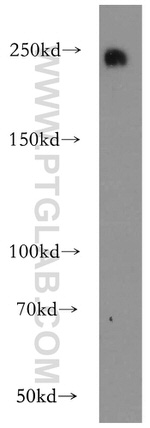 ZO-1 Antibody in Western Blot (WB)