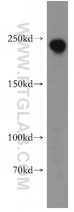 ZO-1 Antibody in Western Blot (WB)