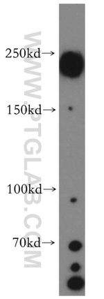 ZO-1 Antibody in Western Blot (WB)