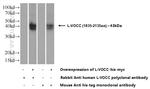 L-VOCC Antibody in Western Blot (WB)