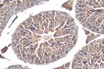 USH1G Antibody in Immunohistochemistry (Paraffin) (IHC (P))