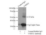 USH1G Antibody in Immunoprecipitation (IP)