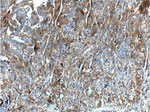 Annexin A1 Antibody in Immunohistochemistry (Paraffin) (IHC (P))