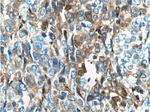 Annexin A1 Antibody in Immunohistochemistry (Paraffin) (IHC (P))