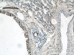 Annexin A1 Antibody in Immunohistochemistry (Paraffin) (IHC (P))