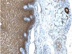 Annexin A1 Antibody in Immunohistochemistry (Paraffin) (IHC (P))