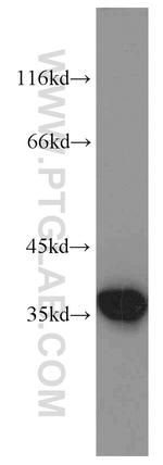 Annexin A1 Antibody in Western Blot (WB)