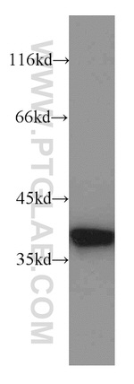 Annexin A1 Antibody in Western Blot (WB)