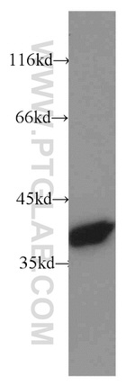 Annexin A1 Antibody in Western Blot (WB)