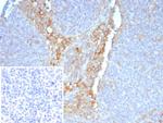 CD64/Fc gamma RI Antibody in Immunohistochemistry (Paraffin) (IHC (P))