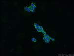 CXorf15 Antibody in Immunocytochemistry (ICC/IF)