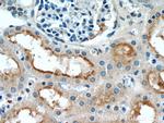 GRIP1 Antibody in Immunohistochemistry (Paraffin) (IHC (P))