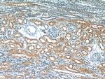 GRIP1 Antibody in Immunohistochemistry (Paraffin) (IHC (P))