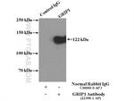 GRIP1 Antibody in Immunoprecipitation (IP)