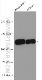 GRIP1 Antibody in Western Blot (WB)