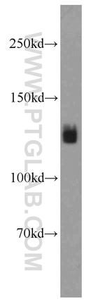 GRIP1 Antibody in Western Blot (WB)