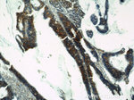 Osteopontin Antibody in Immunohistochemistry (Paraffin) (IHC (P))