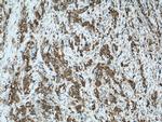 Osteopontin Antibody in Immunohistochemistry (Paraffin) (IHC (P))