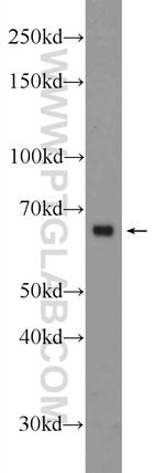 Osteopontin Antibody in Western Blot (WB)