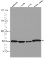 Osteopontin Antibody in Western Blot (WB)