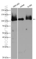 PARP1 Antibody in Western Blot (WB)