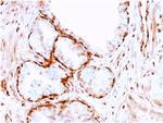 Aldo-keto Reductase Family 1 Member B1 Antibody in Immunohistochemistry (Paraffin) (IHC (P))