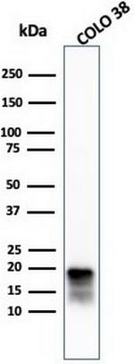 MART-1/Melan-A/MLANA (Melanoma Marker) Antibody in Western Blot (WB)