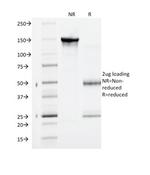 VEGF-R1/FLT-1 Antibody in SDS-PAGE (SDS-PAGE)