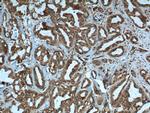 TAZ Antibody in Immunohistochemistry (Paraffin) (IHC (P))