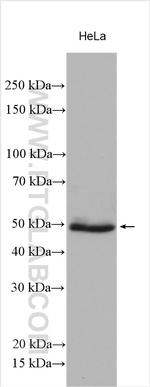 TAZ Antibody in Western Blot (WB)