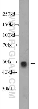 TAZ Antibody in Western Blot (WB)