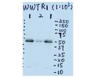 TAZ Antibody in Western Blot (WB)