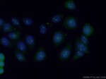 STAG3 Antibody in Immunocytochemistry (ICC/IF)