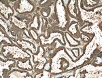 FKBPL Antibody in Immunohistochemistry (Paraffin) (IHC (P))