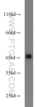 FKBPL Antibody in Western Blot (WB)