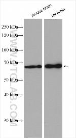 PHACTR1 Antibody in Western Blot (WB)