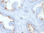 FOLH1/PSMA (Prostate Epithelial Marker) Antibody in Immunohistochemistry (Paraffin) (IHC (P))