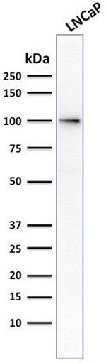 FOLH1/PSMA (Prostate Epithelial Marker) Antibody in Western Blot (WB)
