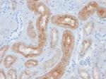 FOLH1/PSMA (Prostate Epithelial Marker) Antibody in Immunohistochemistry (Paraffin) (IHC (P))