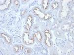 FOLH1/PSMA Antibody in Immunohistochemistry (Paraffin) (IHC (P))