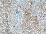 LYRM7 Antibody in Immunohistochemistry (Paraffin) (IHC (P))