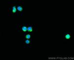 CD2 Antibody in Immunocytochemistry (ICC/IF)