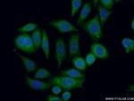 SPRED2 Antibody in Immunocytochemistry (ICC/IF)