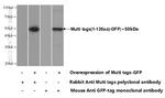 Multi tags Antibody in Western Blot (WB)