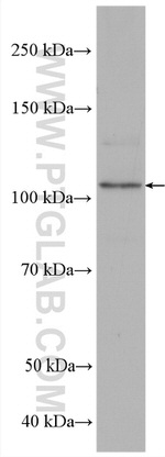 SPAG9 Antibody in Western Blot (WB)